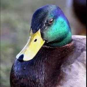 Meet your Posher, Raven